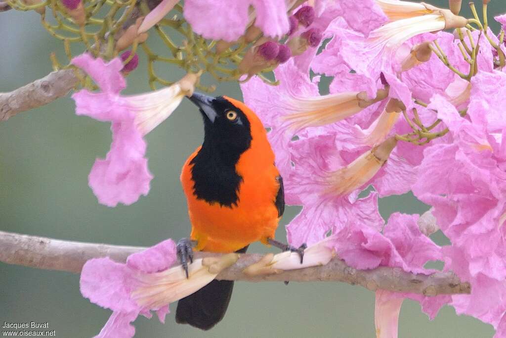 Oriole à dos orangeadulte, mange