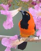 Oriole à dos orange