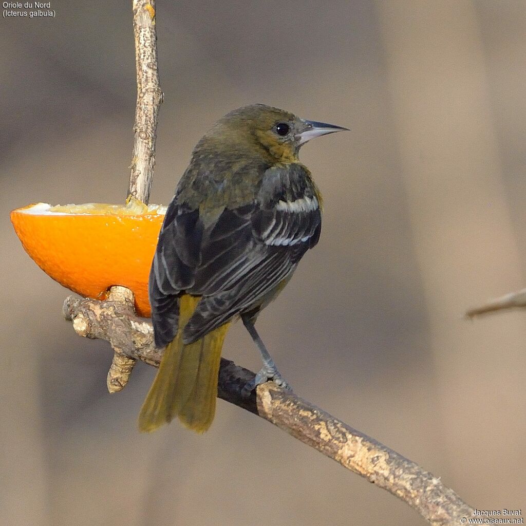 Baltimore Oriole