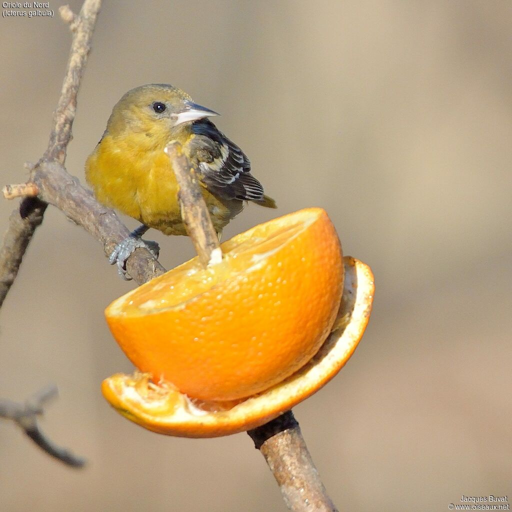 Baltimore Oriole male First year, identification, aspect, pigmentation, feeding habits, eats