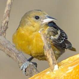 Oriole du Nord
