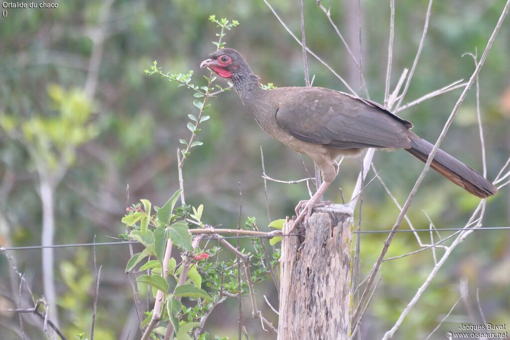 Chaco Chachalacaadult