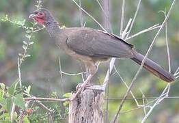 Chaco Chachalaca