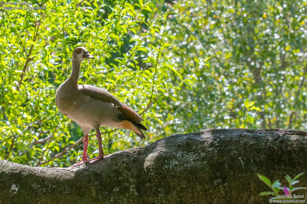 Egyptian Goose female adult