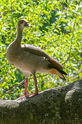 Egyptian Goose