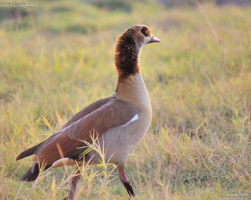 Egyptian Gooseadult, close-up portrait, walking