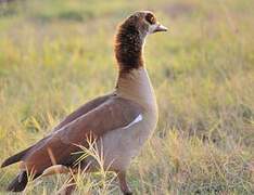 Egyptian Goose