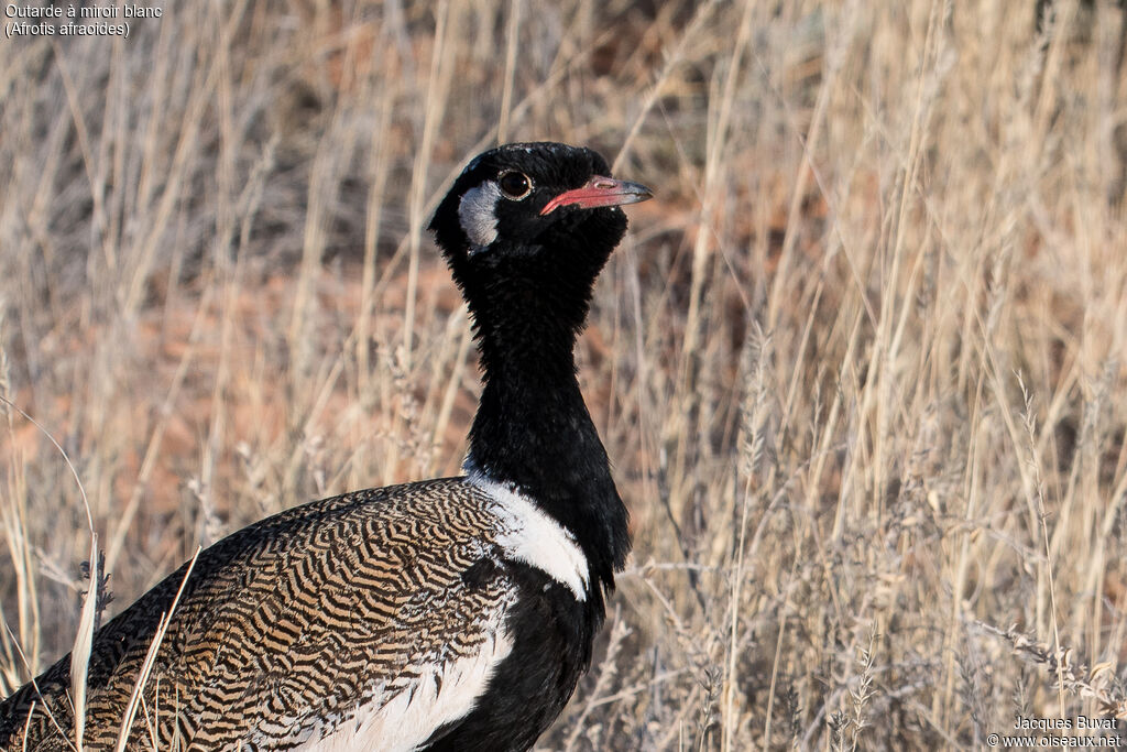 Northern Black Korhaan male adult