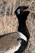 Northern Black Korhaan