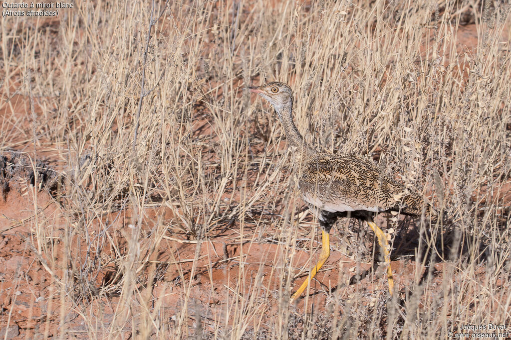 Northern Black Korhaan female adult