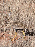 Northern Black Korhaan