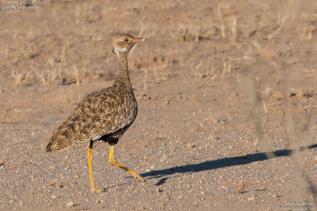 Northern Black Korhaan female adult