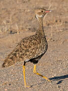 Northern Black Korhaan