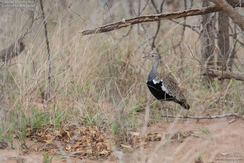 Black-bellied Bustard male adult breeding