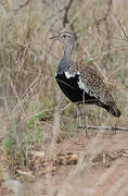 Black-bellied Bustard