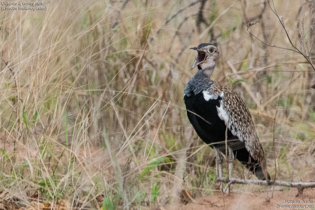 Black-bellied Bustard male adult breeding