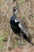 Black-bellied Bustard