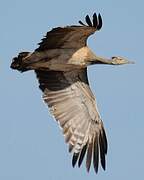 Arabian Bustard