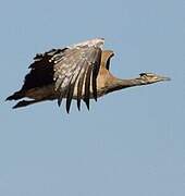 Arabian Bustard