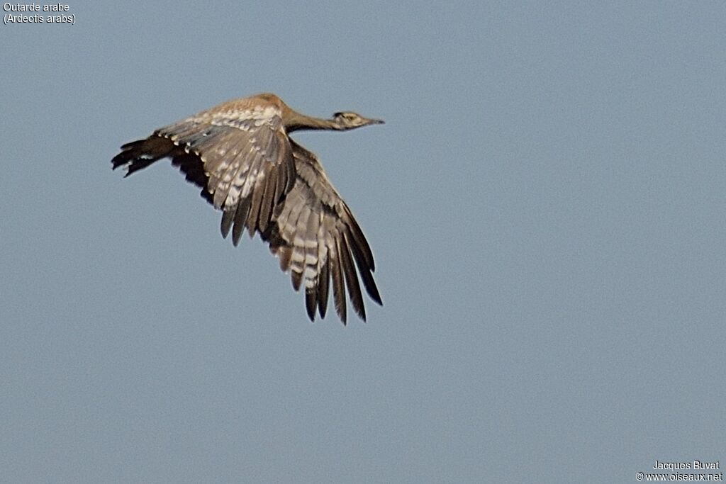 Arabian Bustard