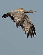 Arabian Bustard