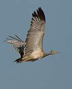 Arabian Bustard