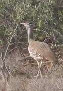 Arabian Bustard