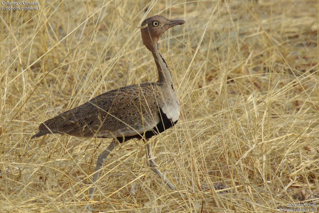 Buff-crested Bustard male adult