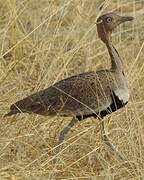 Buff-crested Bustard