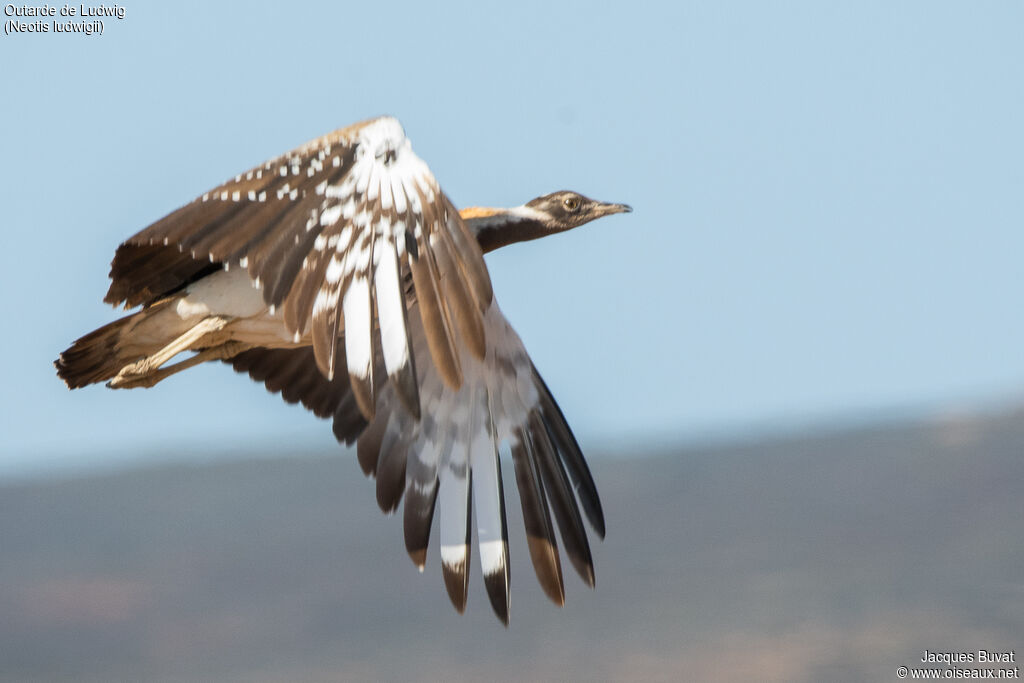 Ludwig's Bustard male adult