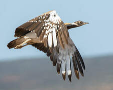 Ludwig's Bustard