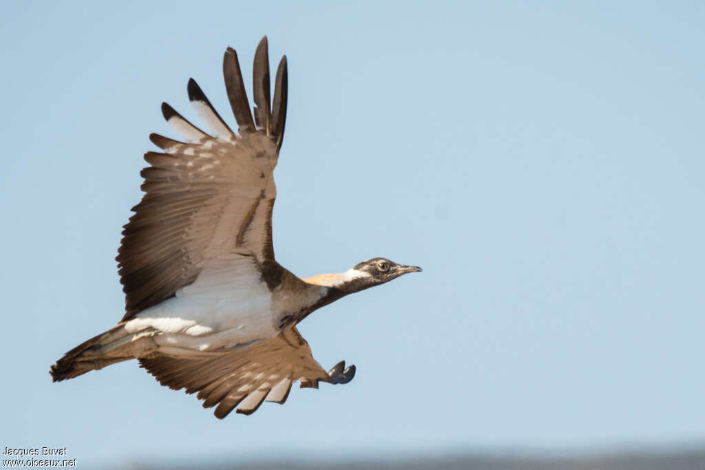 Ludwig's Bustard male adult, Flight