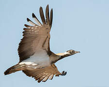 Ludwig's Bustard