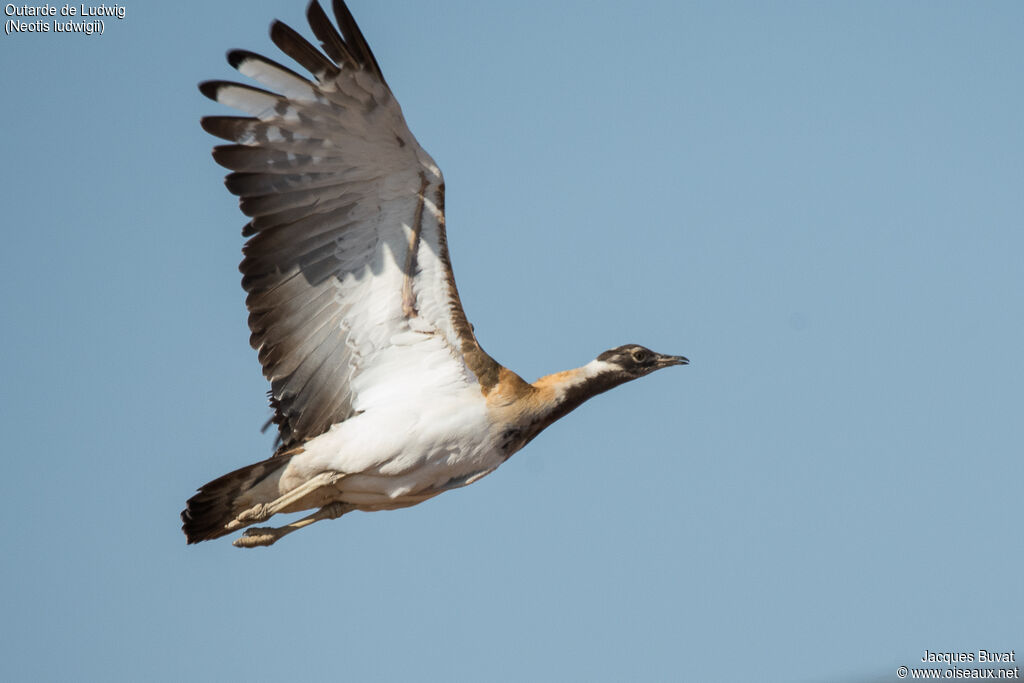 Ludwig's Bustard