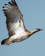 Ludwig's Bustard