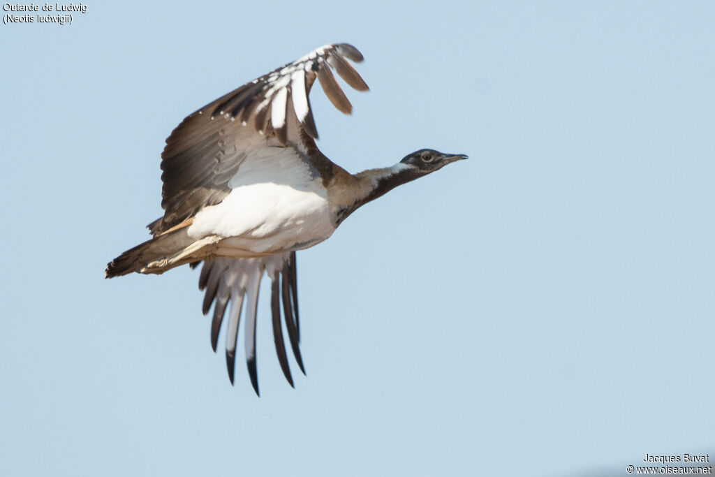 Ludwig's Bustard