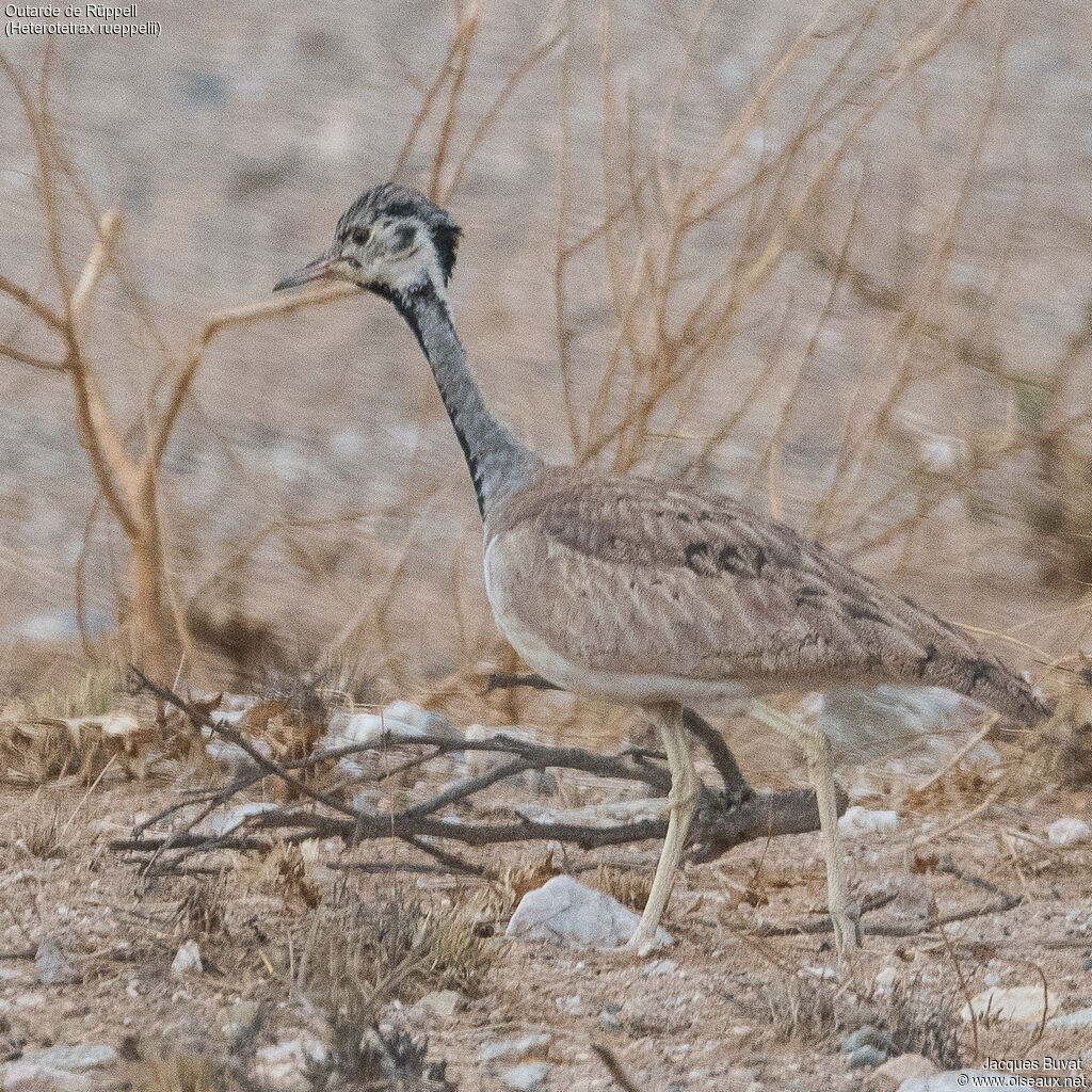 Rüppell's Korhaan