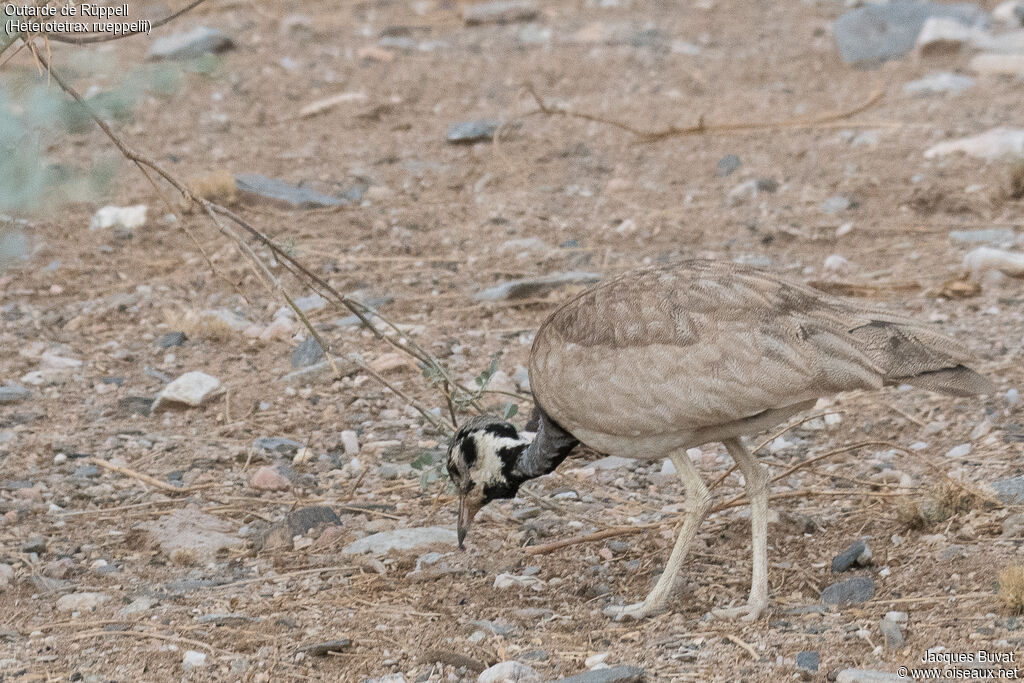 Outarde de Rüppelladulte, identification, composition, pigmentation, mange