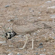 Rüppell's Korhaan