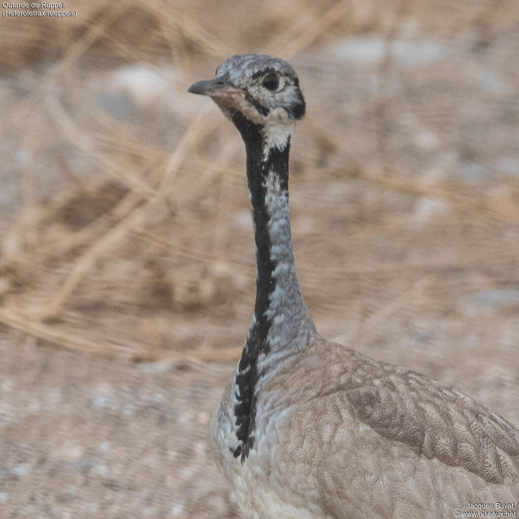 Rüppell's Korhaan male adult, close-up portrait, aspect, pigmentation