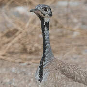 Rüppell's Korhaan