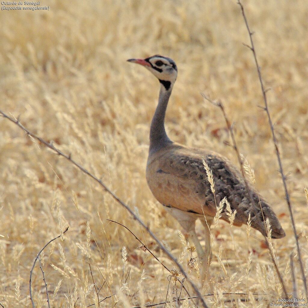 White-bellied Bustard male adult breeding