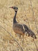 White-bellied Bustard