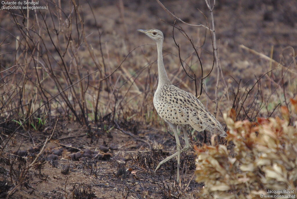 White-bellied Bustard female adult