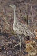 White-bellied Bustard