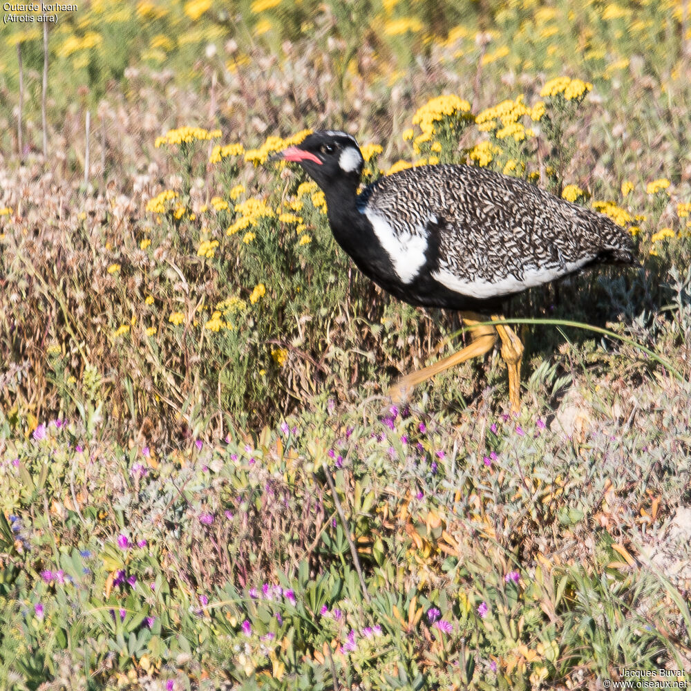 Southern Black Korhaan male adult