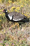 Southern Black Korhaan