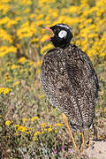 Southern Black Korhaan