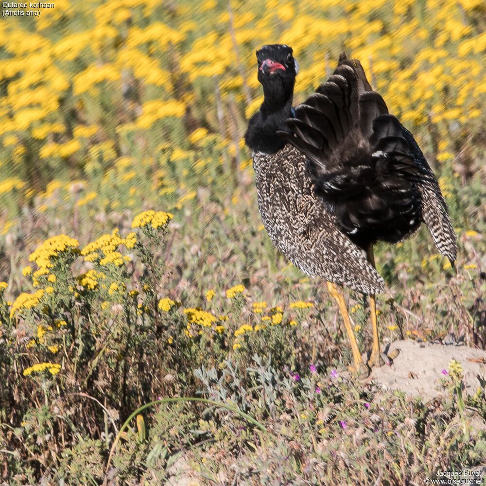 Southern Black Korhaan male adult