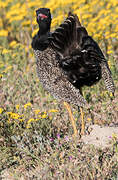 Southern Black Korhaan